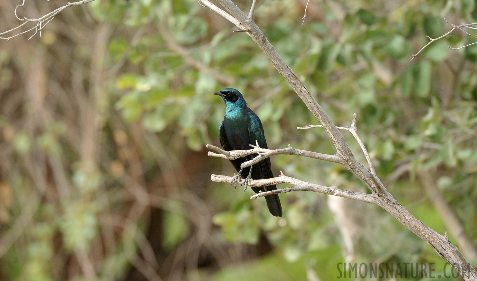 Lamprotornis australis [550 mm, 1/200 Sek. bei f / 7.1, ISO 1600]